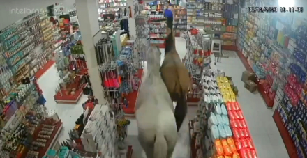 caballos-brasil.jpg