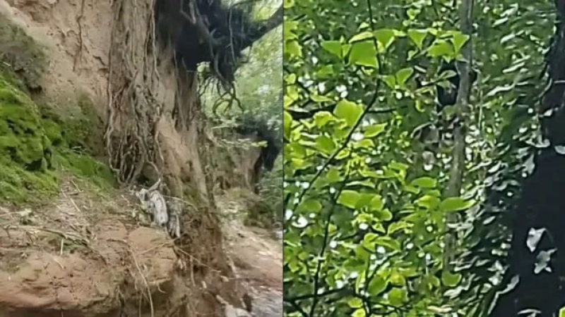 Caminaba por el monte, se topó con un duende y lo grabó