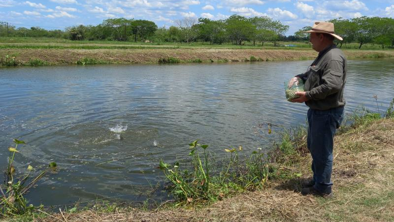 La piscicultura como opción para la agricultura familiar