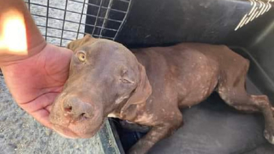 Huellas Caninas pide colaboración para conseguir una jaula transportadora