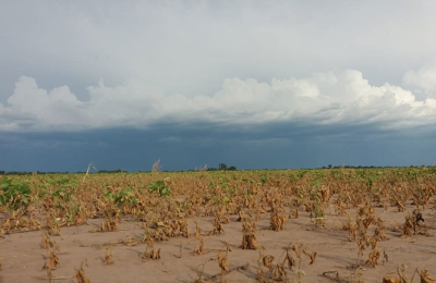 Las lluvias llegaron, pero hay pérdidas en sojas