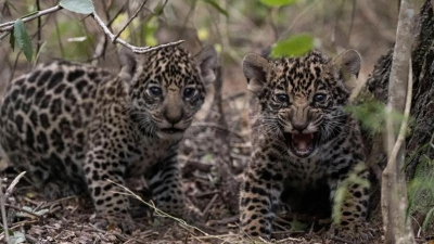 El Impenetrable, templo de la vida silvestre, destacado por National Geographic