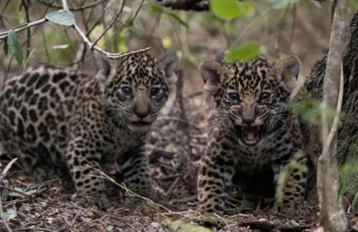 El Impenetrable, templo de la vida silvestre, destacado por National Geographic