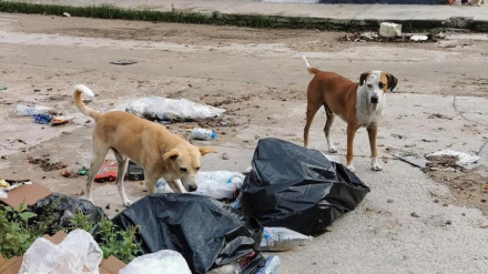 perros.jpg
