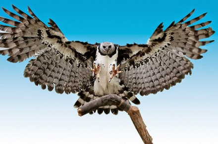 aguila.jpg