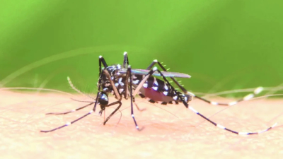 Dengue: la alarmante crisis que sufre Brasil es una advertencia para el mundo entero