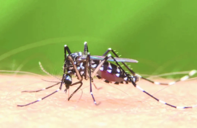 Dengue: la alarmante crisis que sufre Brasil es una advertencia para el mundo entero