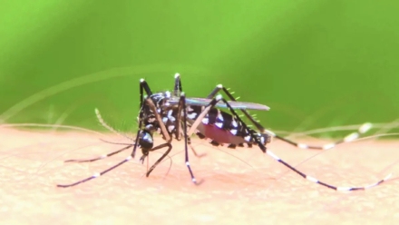 DENGUE.jpg