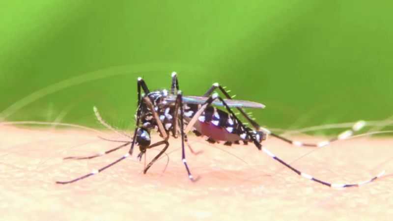 Dengue: la alarmante crisis que sufre Brasil es una advertencia para el mundo entero