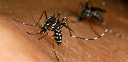 dengue3.jpg