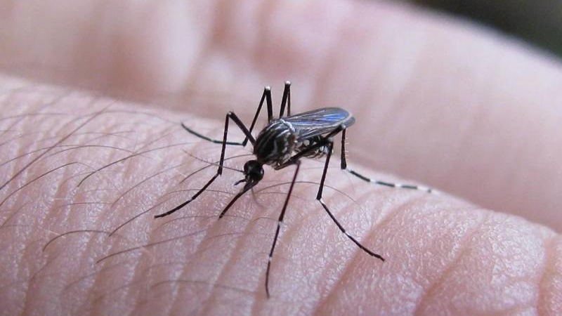 En casos graves, el dengue puede afectar también al corazón