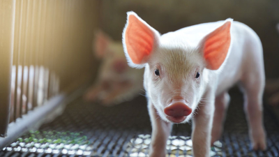Avances en la implementación de técnicas de inseminación artificial en cerdas