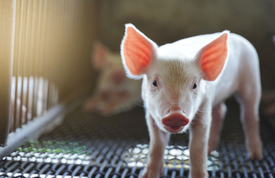 Avances en la implementación de técnicas de inseminación artificial en cerdas