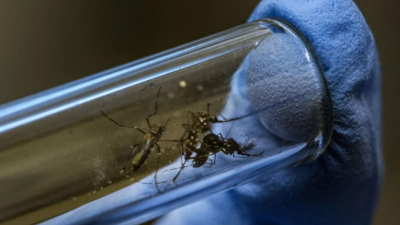 El método con el que Colombia eliminó al dengue