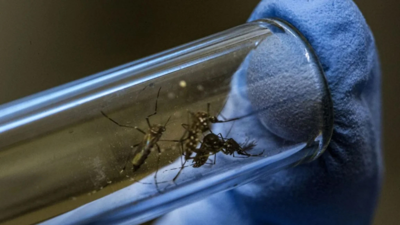 El método con el que Colombia eliminó al dengue