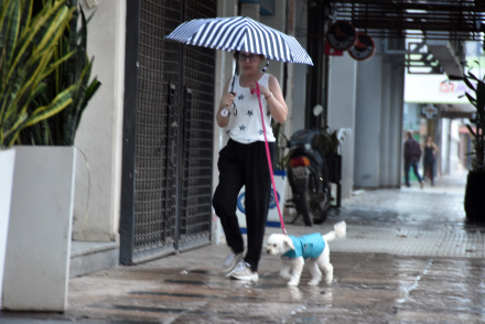 lluvia perrito.JPG