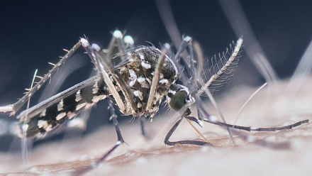 mosquito dengue.jpg