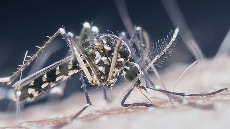 "El invierno no va a terminar con el virus"