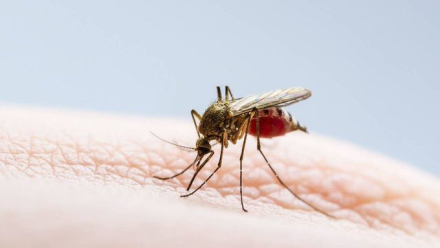 mosquito.jpg