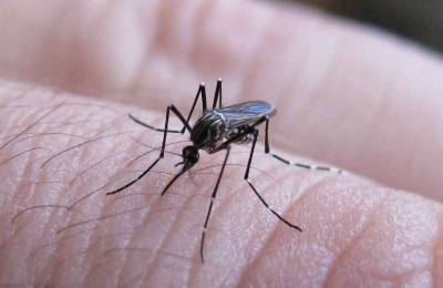 Advierten que el riesgo de contraer dengue seguirá cuando bajen las temperaturas
