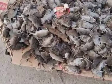 ratas.jpg