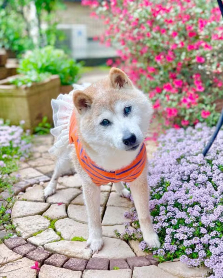 kabosu4.jpg
