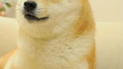 Murió Kabosu, la perra viral que fue meme y criptomoneda