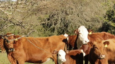 Productor del Chaco explicó cómo aplica la ganadería regenerativa en su campo