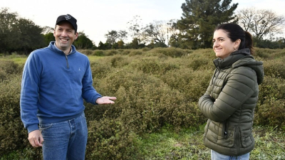 Desarrollan el primer cultivar del país de una leguminosa forrajera