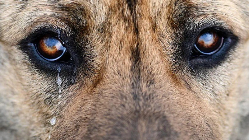 Cómo perros y gatos experimentan el duelo ante la pérdida de algún ser querido