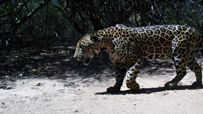 Se registró al yaguareté Tañhi Wuk en el Parque Nacional El Impenetrable
