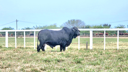 16-R-161-Derivado Brahman.jpg