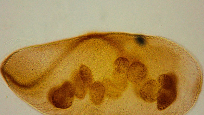 Revelan el potencial de unos microscópicos guardianes del Iberá