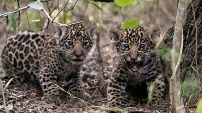 La yaguareté Nalá ya vive en el Parque Nacional El Impenetrable