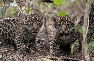 La yaguareté Nalá ya vive en el Parque Nacional El Impenetrable