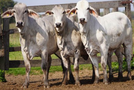 Toros-Brahman-ECHI-20-A.jpg