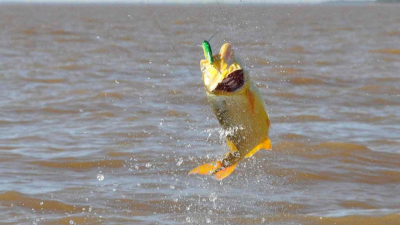 Todo listo para la Pesca del Dorado este fin de semana en Isla del Cerrito