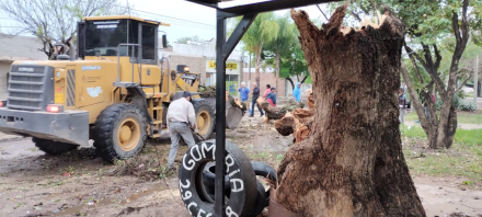arbol caido 2.jfif
