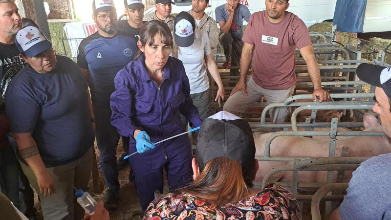 El INTA y empresas capacitan en inseminación artificial