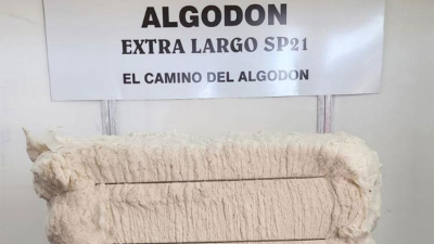 El algodón del INTA vuela alto