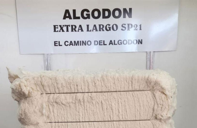 El algodón del INTA vuela alto