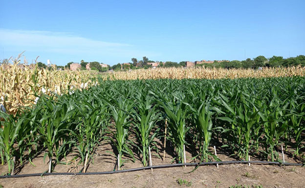 Rural-1-Cultivo-de-maíz.jpg