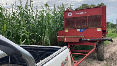 Sorgo: una buena opción para estos tiempos