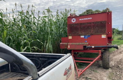 Sorgo: una buena opción para estos tiempos