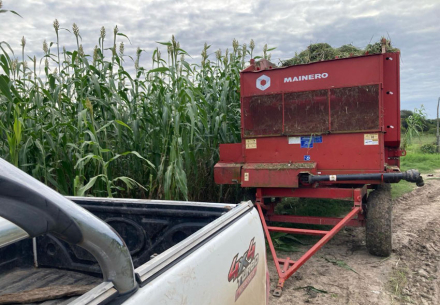 Rural-2-picado-de-sorgo-fredy2.jpg