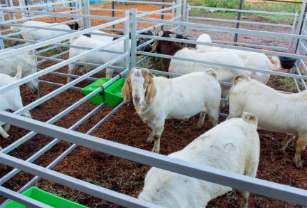 chivo2.jpg