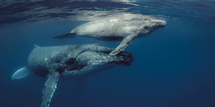ballenas.jpg