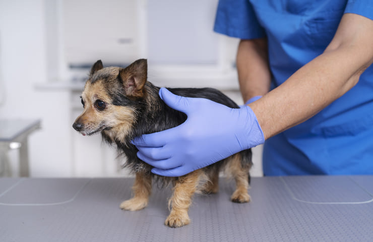esterilizacion-perros.jpg