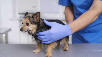 Ampliaron el cupo de turnos para castración de mascotas en el Centro Veterinario
