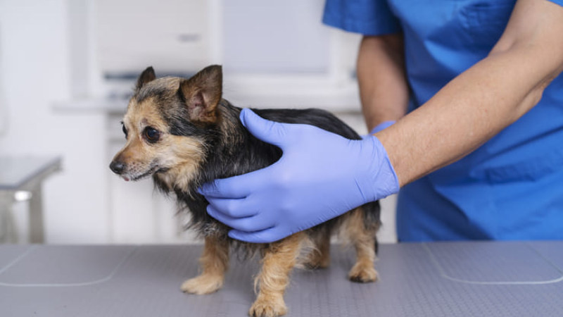 Ampliaron el cupo de turnos para castración de mascotas en el Centro Veterinario